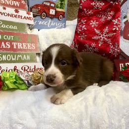 Border Collie and Jack Russell Terrier Puppies from CP FARMS BORDER COLLIES N JACKS CORP