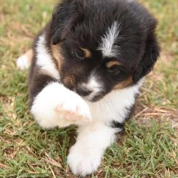 Toy Australian Shepherd Puppies from Blue Hue Aussies