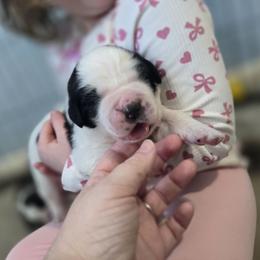 Girl 1 - Brown and white female Saint Bernard puppy in Lebanon, Oregon from Tonya Tate's Saint Bernards
