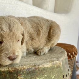 Australian Labradoodles from Rouxdle Douxdle