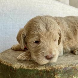 Australian Labradoodles from Rouxdle Douxdle