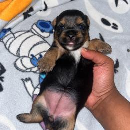 Pearl 2500 - Black and tan female Yorkshire Terrier puppy in Gastonia, North Carolina from Banks Dynasty Kennel