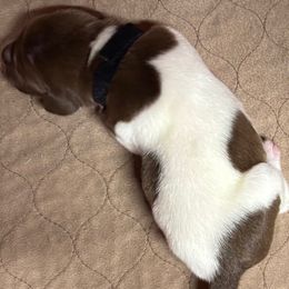 Dwight - Liver and white male German Shorthaired Pointer puppy in Morgantown, Indiana from Kevin Funkhouser Kennel