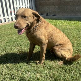 Triton - Chesapeake Bay Retriever