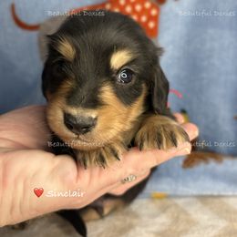Sinclair - Black and cream male Dachshund puppy in Washington from Beautiful Doxies