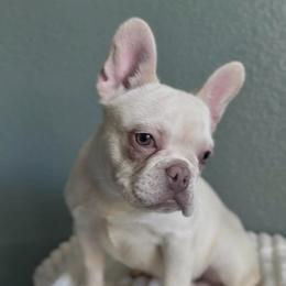 Kuggis Box - White female French Bulldog puppy in Cedar Hill, Texas from Puppy Paper House