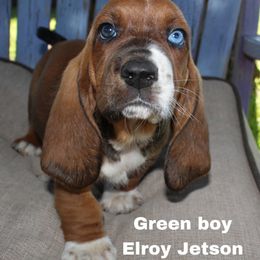 Boy 2 - Basset Hound puppy in Texas from Basset Hounds of Jacksboro, Tx