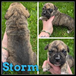 Storm - Brown brindle male Olde English Bulldogge puppy in Merrill, Michigan from Haase Family Kennels