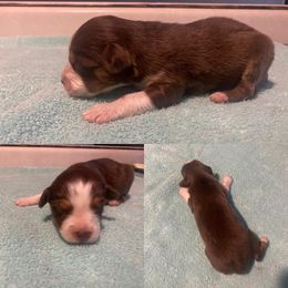 Miniature Australian Shepherd Puppies from Quarle Ranch Mini Aussies