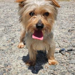 Lola - Yorkshire Terrier