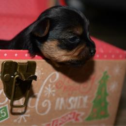 Girl 1 - Gold female Yorkshire Terrier puppy in Carmichael, California from Mckeever's Yorkies