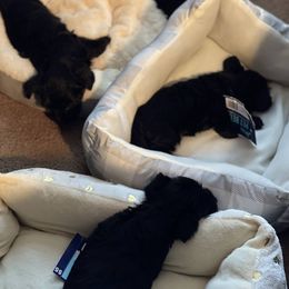 Double Doodle and Yorkipoo Puppies from Bella Dreamss LLC
