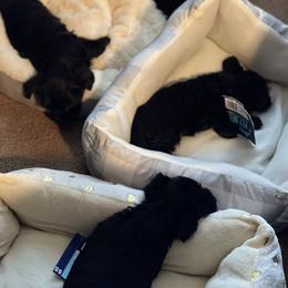 Double Doodle and Yorkipoo Puppies from Bella Dreamss LLC