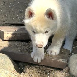 Siberian Husky Puppies from Valerie Schmaltz