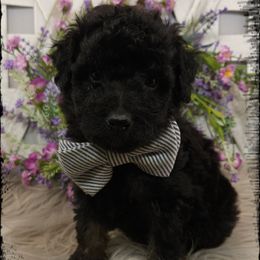Pickles - Black phantom male Aussiedoodle puppy in Farley, Iowa from Iowa's Doodle Co.