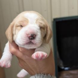 Flare - Tan and white male Beagle puppy in Baltimore, Maryland from Country Acres Farm