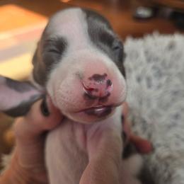 Girl 2 - White and blue female Italian Greyhound puppy in Brooksville, Florida from Fisher Link