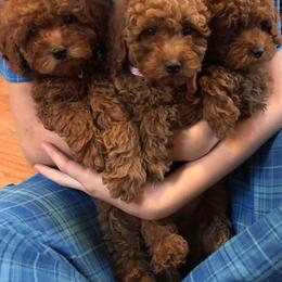 Poodle Puppies from Peachy Poodles