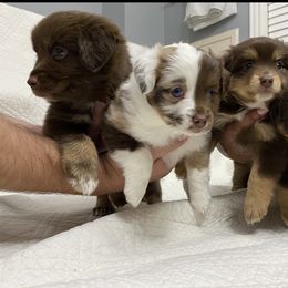 Miniature Australian Shepherd Puppies from Talbot's Mini Aussies