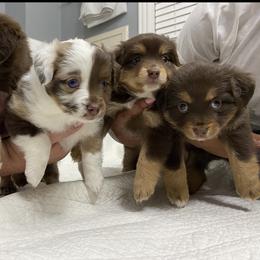 Miniature Australian Shepherd Puppies from Talbot's Mini Aussies