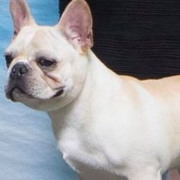 French Bulldogs and Pugs from David Cook