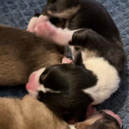 AKC RHT 3 Purple - Black and tan female Pembroke Welsh Corgi puppy in Summerfield, Florida from Promise Land Farm