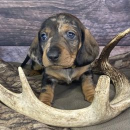 Girl 3 - Dapple Dachshund puppy in New Caney, Texas from Liberty Dachs