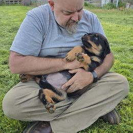 Violet - Black and rust female Rottweiler puppy in Klamath Falls, Oregon from Tismic Rottweilers