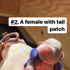 Girl 2 - White Dogo Argentino puppy in California from First-Class Lineage