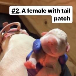Girl 2 - White Dogo Argentino puppy in California from First-Class Lineage
