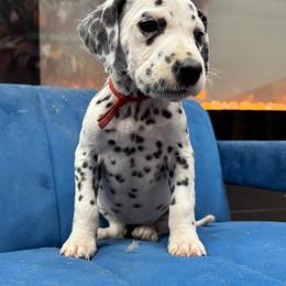 Dalmatian, Poodle, and Rhodesian Ridgeback Puppies from Ruffles, Ridges, & Spots!