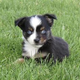 Tin Man - Black tri male Miniature Australian Shepherd puppy in Osceola Mills, Pennsylvania from Grace River Aussies