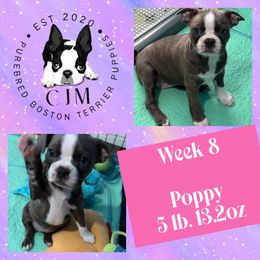 Poppy - Seal brindle and white female Boston Terrier puppy in Jupiter, Florida from CJM Boston and Boxer Puppies
