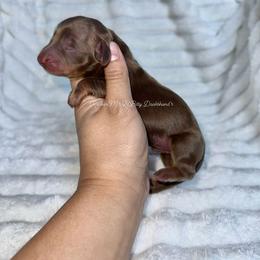 Benn Grimm - Chocolate and tan male Dachshund puppy in Ceres, California from Rockin' M’s LilBitty Dachshunds (LBD)