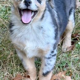 Rune - Blue merle male Miniature Australian Shepherd puppy in Patterson, North Carolina from DreamLine Aussies