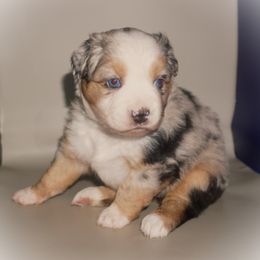 Miniature Australian Shepherd Puppies from Southern with Grace Mini Aussies