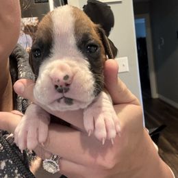 Female 5 - Fawn female Boxer puppy in Charleston, Arkansas from Guardian Kennels
