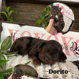 Dorito - Merle male Cavapoo puppy in Herriman, Utah from Gypsi Doodles & Poodles LLC.