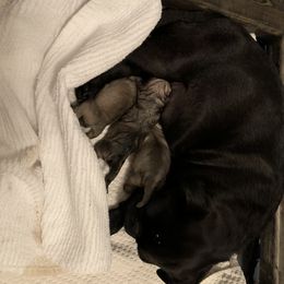 Pug Puppies from Living the Dream Pugs