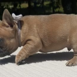 French Bulldogs from The Frenchie Revolution