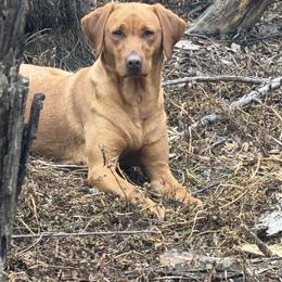 Cider - Labrador Retriever