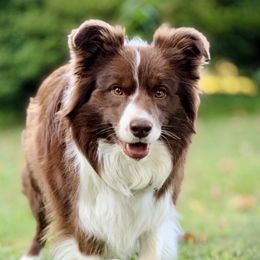 Poppy - Border Collie
