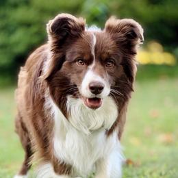 Poppy - Border Collie