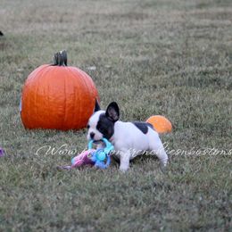 Boston Terrier and French Bulldog Puppies from Freedom Bostons
