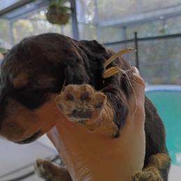 Mrs. White - Black and tan female Airedale Terrier puppy in Trinity, Florida from Black Opal