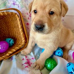 Brown collar - Yellow male Labrador Retriever puppy in South Dakota from S&S Kennels LLC