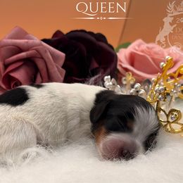 Queen - Black and tan female Dachshund puppy in Nampa, Idaho from 208 Dox Dynasty