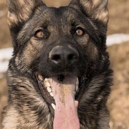 Jona - German Shepherd