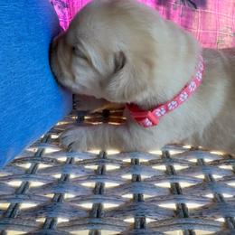 Peaches - Yellow female Labrador Retriever puppy in Marietta, South Carolina from Trust in the Lord Labradors