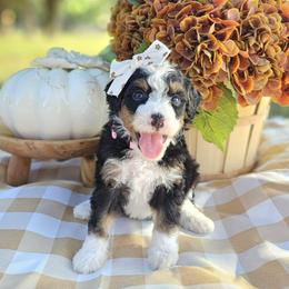 Autumn - Tri-color female Bernedoodle puppy in Russell Springs, Kentucky from 270 Doodles